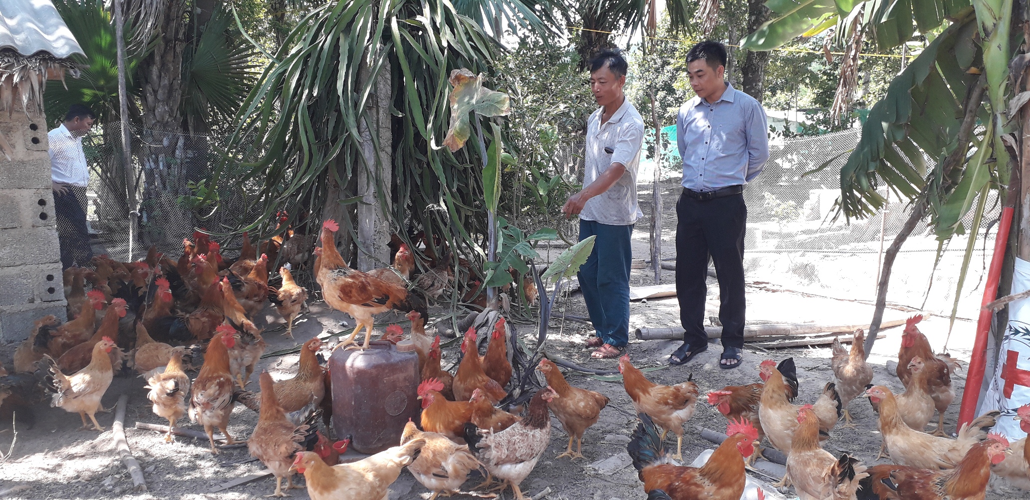 Mô hình nuôi gà thương phẩm của anh Cao Duy Thuận, xã Sơn Hóa mang lại thu nhập hàng trăm triệu đồng mỗi năm.