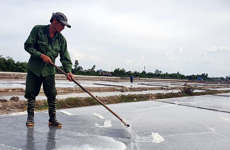 Diêm dân Phú Lộc luôn đối mặt với nguy cơ bị tư thương ép giá muối.