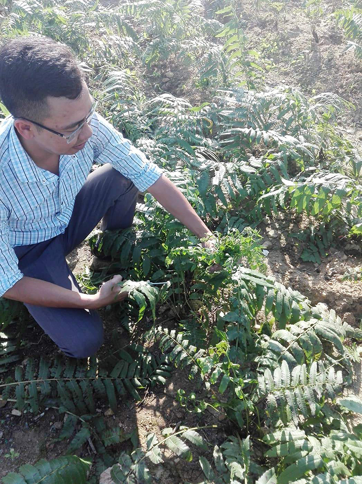 Mô hình trồng cây rau dớn ở thôn Ba Đa, xã Nghĩa Ninh đang được theo dõi để có kết quả chính xác hơn.