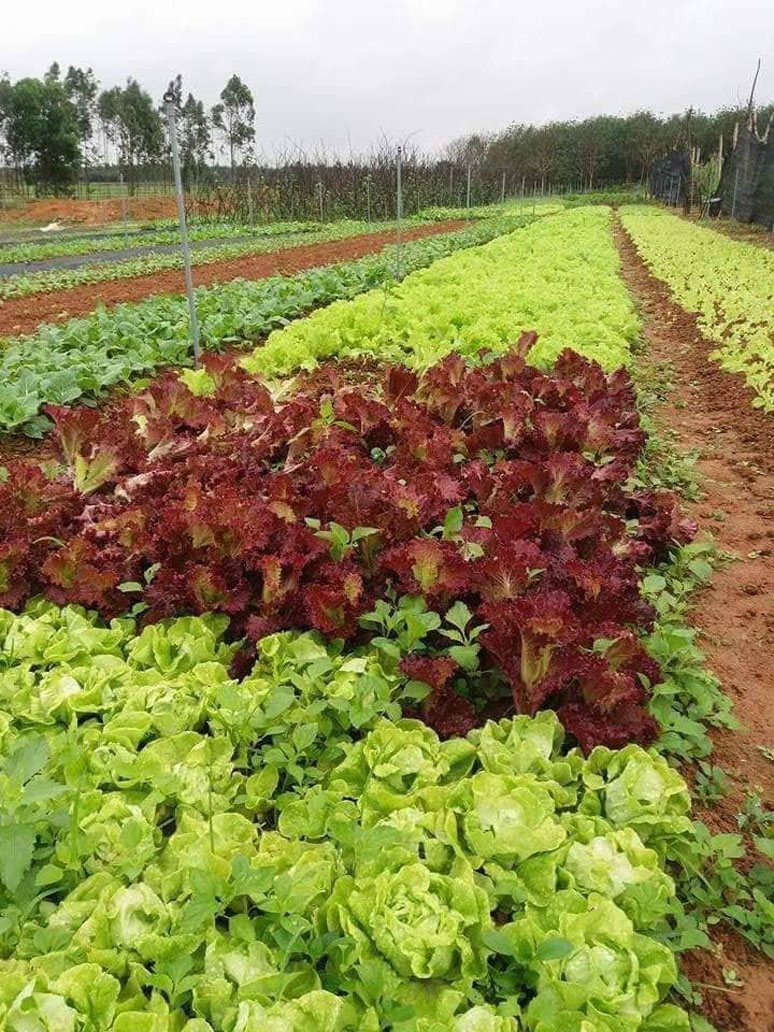 Ở trang trại An Nông, xã Hòa Trạch, bón đạm thực vật cũng giúp cây phát triển xanh tốt, mượt lá, cho năng suất cao không kém phân vô cơ.