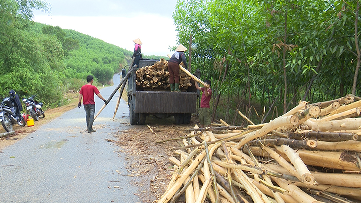 Phát triển kinh tế rừng trồng mang lại thu nhập ổn định cho người dân xã Ngư Hóa, huyện Tuyên Hóa.