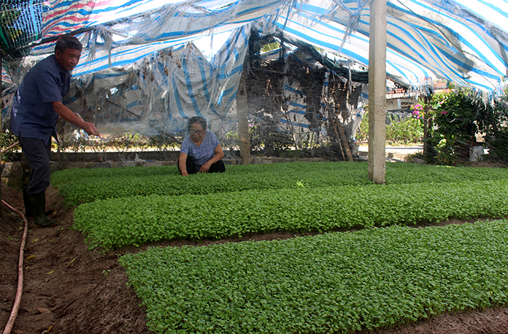 Tổ hợp tác trồng rau an toàn thôn Hòa Luật Nam đã tạo việc làm thường xuyên cho nhiều bà con.