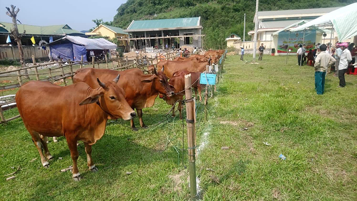  Đề án 85 đã thực sự đi vào cuộc sống, góp phần phát triển tổng đàn bò trên địa bàn huyện Tuyên Hóa. 