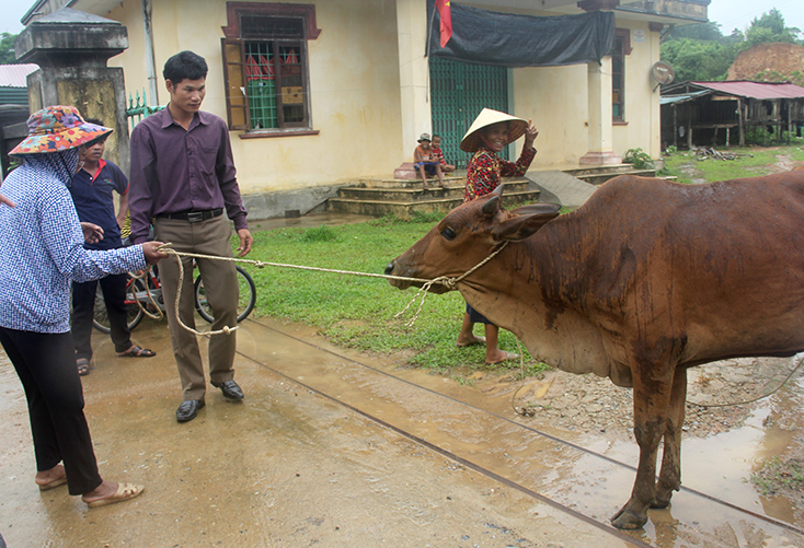 Nhiều hộ nghèo ở xã Lâm Thủy được Ủy ban MTTQVN tỉnh hỗ trợ bò giống sinh sản để thoát nghèo.