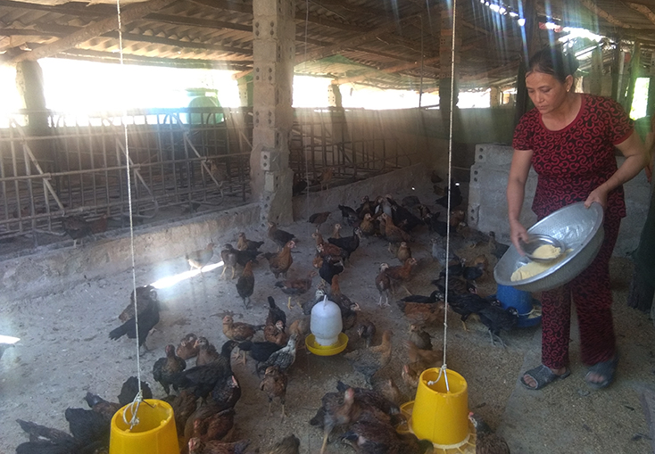 Gia đình bà Đinh Thị Quế ở xã Xuân Hóa (Minh Hóa) tạm thời chuyển từ nuôi lợn sang nuôi gà.