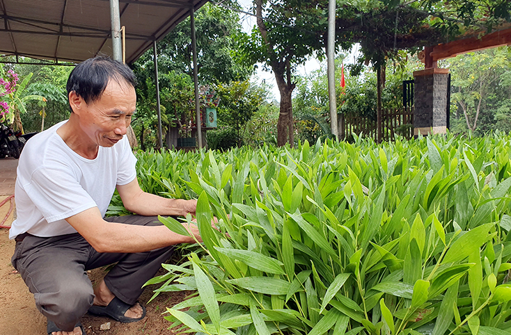 Ông Phan Văn Đê, xã Trường Thủy đã trả lại 30ha đất rừng để giao lại cho người dân địa phương.