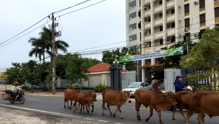 Đàn bò đi trên lòng đường Trần Quang Khải...