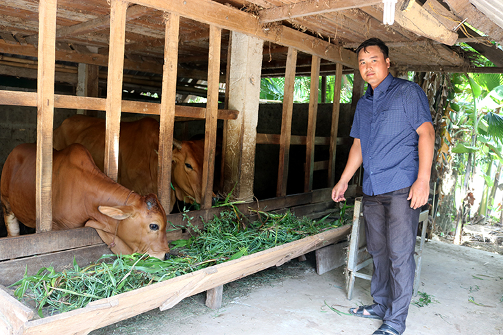 Phát triển đàn bò lai góp phần nâng cao thu nhập cho người dân Đồng Hóa.  