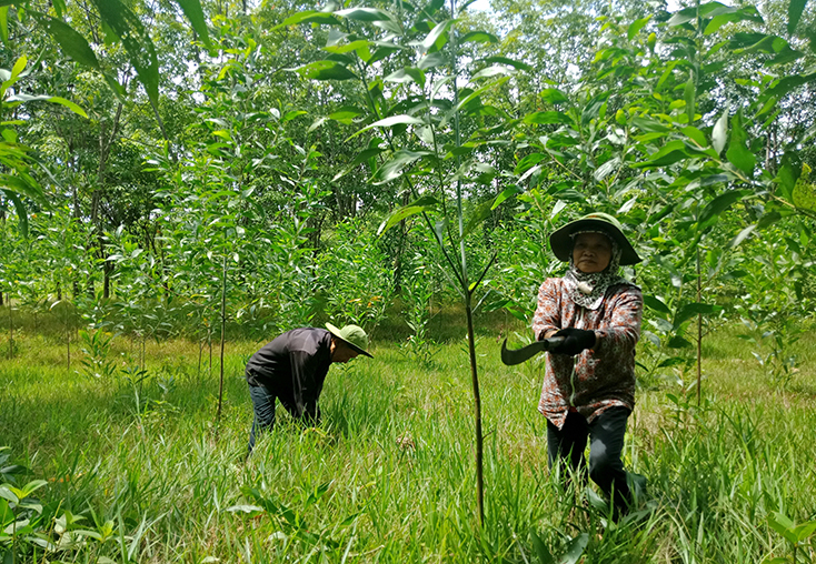 Các mô hình trồng rừng của Minh Hóa phát huy hiệu quả, góp phần xây dựng nông thôn mới.