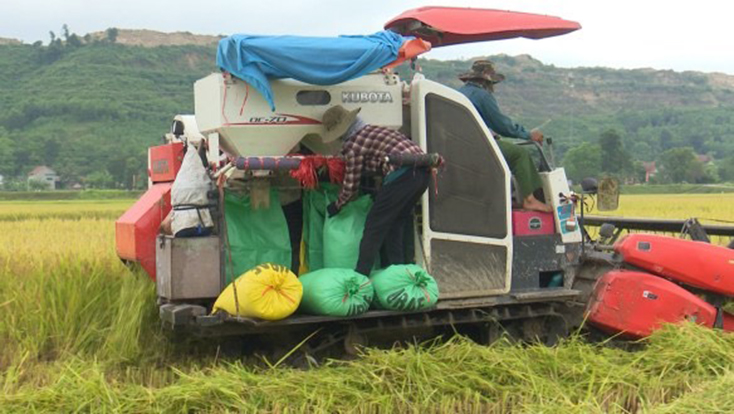 Người dân Tuyên Hóa cơ bản đã thu hoạch xong lúa vụ hè thu nhằm  