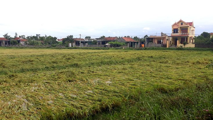 Hàng chục ha lúa hè-thu ở xã Duy Ninh, huyện Quảng Ninh bị đỗ rạp do ảnh hưởng của bão số 4.