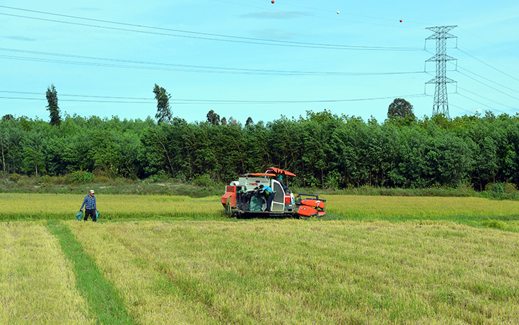 Tây Trạch tận dụng từng tấc đất để sản xuất lúa.   