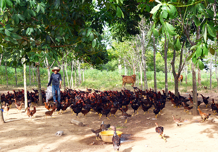 Mô hình chăn nuôi gà, bò trên đất trồng cao su của người dân Tây Trạch mang lại hiệu quả kinh tế cao.   