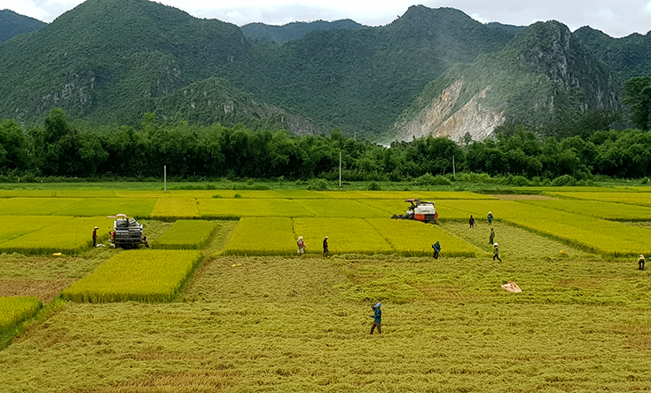 Khâu thu hoạch lúa ở xã Mai Hóa đều được cơ giới hóa 100%.    