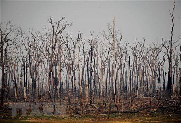 Cây cối bị thiêu rụi sau vụ cháy tại rừng mưa Amazon ở bang Rondonia, Brazil ngày 24-8-2019. (Nguồn: AFP/TTXVN)