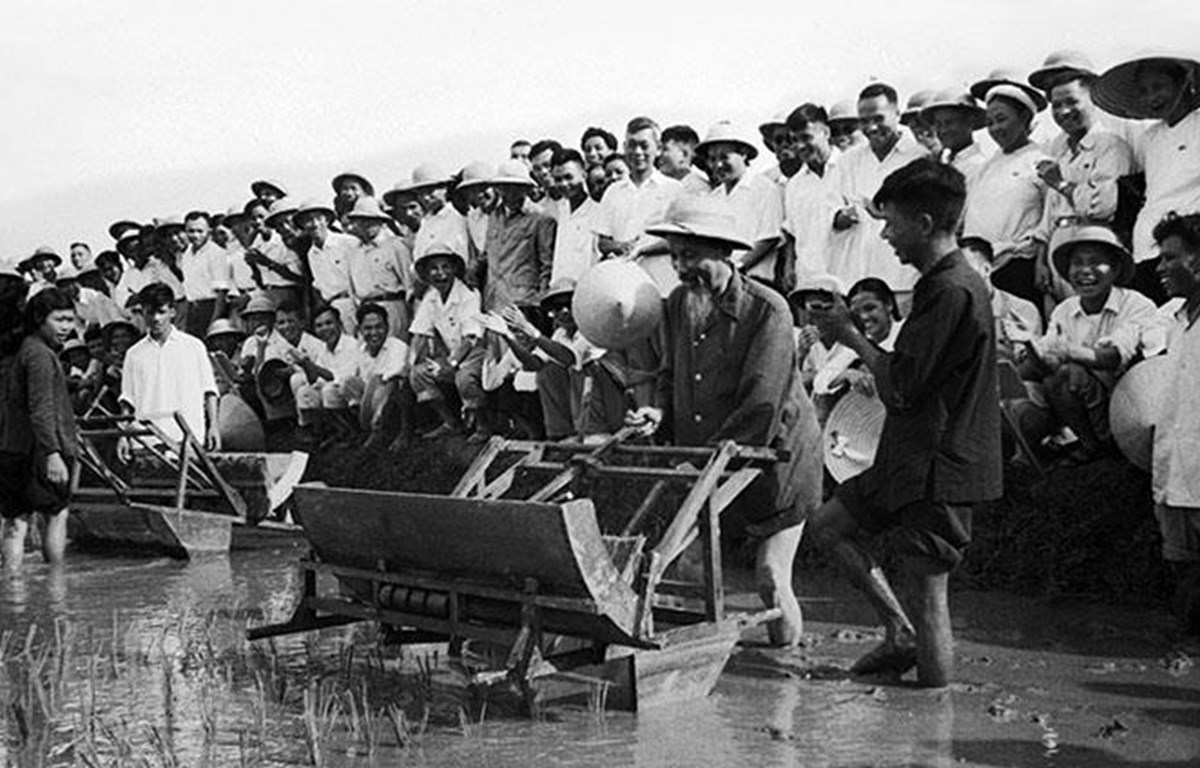 Chủ tịch Hồ Chí Minh đến thăm Sở Nông Lâm Hà Nội và sử dụng thử chiếc máy cấy tại ruộng thí nghiệm của Sở (7-1960). (Nguồn: TTXVN)
