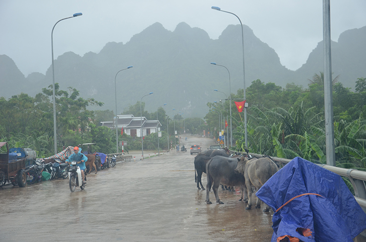 Người dân xã Văn Hóa đưa xe máy, trâu bò lên cầu tránh lũ