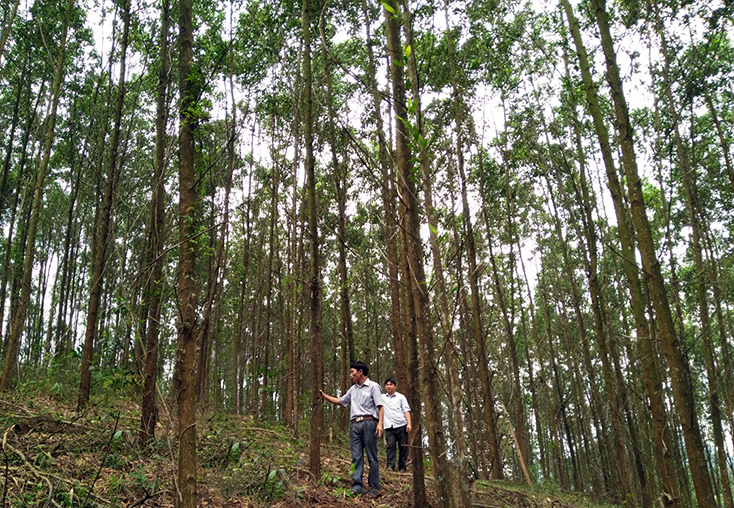 Diện tích rừng trồng cung cấp gỗ lớn ở Quảng Bình hiện chưa nhiều.   
