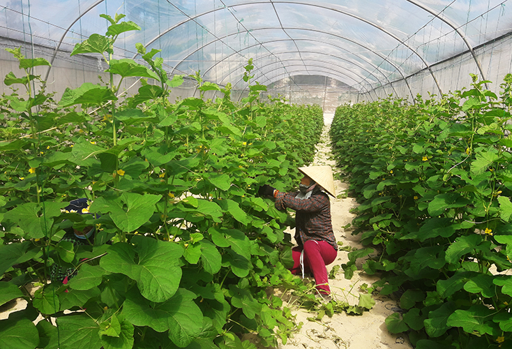 Được hỗ trợ thêm cán bộ trẻ có chuyên môn, nghiệp vụ, HTX nông nghiệp công nghệ cao Kiến Giang kỳ vọng sẽ có nhiều đột phá hơn trong thời gian tới. 