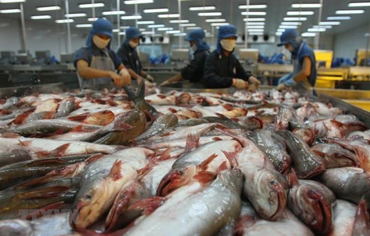 Thủy sản là một trong các mặt hàng xuất khẩu tăng trưởng mạnh nhất của Việt Nam trong những năm đổi mới. (Ảnh: Huy Hùng/TTXVN)