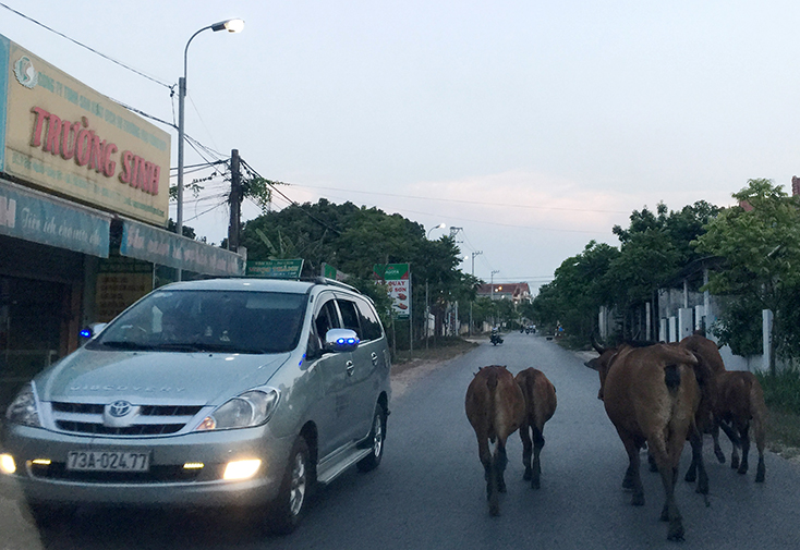 Không khó để bắt gặp tình trạng trâu bò đi lại tự do trên các tuyến đường giao thông, kể cả trong đô thị.