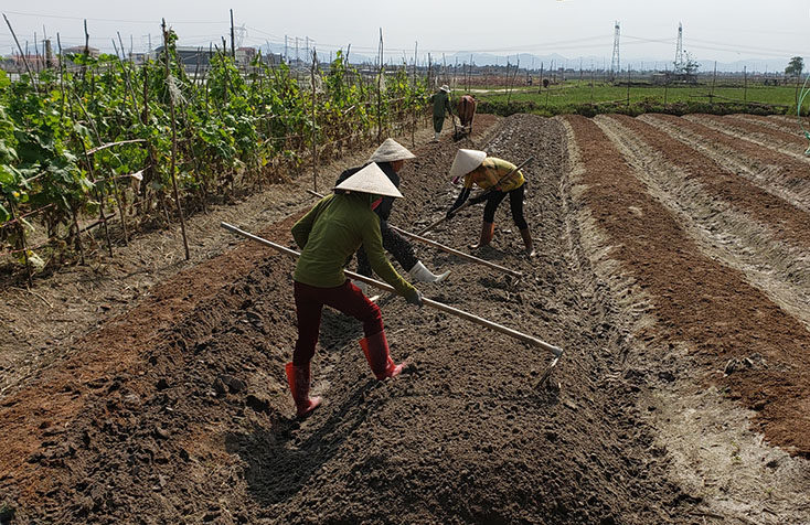 Nông dân phường Quảng Long (thị xã Ba Đồn) khẩn trương cải tạo đất để chuẩn bị vào vụ rau mới. 