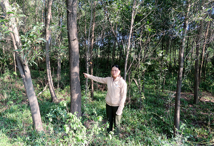 Diện tích đất ông bà Tới-Hoạt đang sử dụng để trồng cây keo và các loại vật nuôi cây trồng khác.