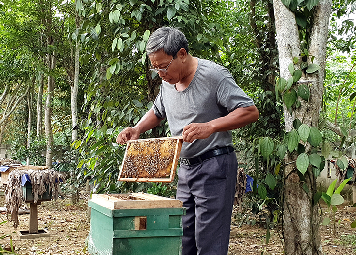Gia đình ông Trương Tấn Ngọc, xã Trường Thủy nuôi 50 đàn ong, mỗi năm cho thu nhập hơn 100 triệu đồng.