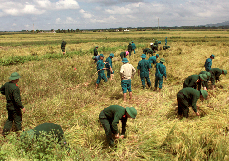 LLVT huyện Bố Trạch giúp nhân dân gặt lúa bị rạp, đổ do mưa lũ.
