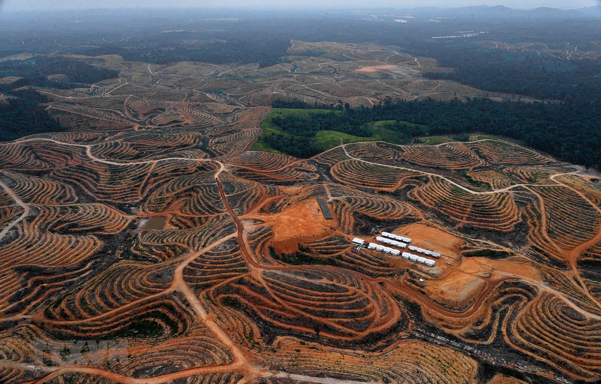 Trong ảnh (tư liệu): Quang cảnh vùng East Kotawaringin, tỉnh Kalimantan, Indonesia. (Nguồn: AFP/TTXVN)