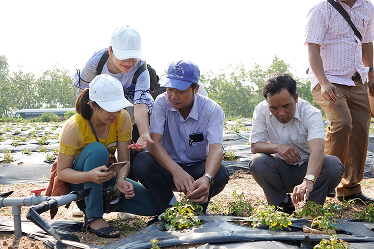 Mô hình trồng sâm Bố Chính của công ty TNHH công nghệ cao Tuệ Lâm ở xã Nam Trạch, huyện Bố Trạch