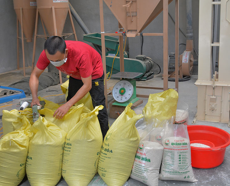Sản phẩm gạo sạch của HTX sản xuất và chế biến nông sản sạch Quảng Hòa được sản xuất theo quy trình SRI (quy trình canh tác lúa cải tiến).