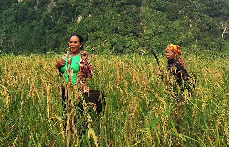 Phụ nữ Vân Kiều đã biết trồng lúa nước để cải thiện đời sống.