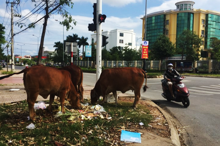 Đàn bò tìm thức ăn trong những đống rác do người dân buôn bán thải ra.