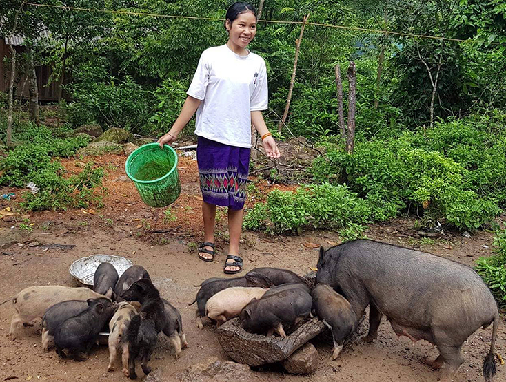 Đàn lợn của hộ chị Hồ Thị Coong phát triển nhanh sau hơn một năm chăm sóc.    