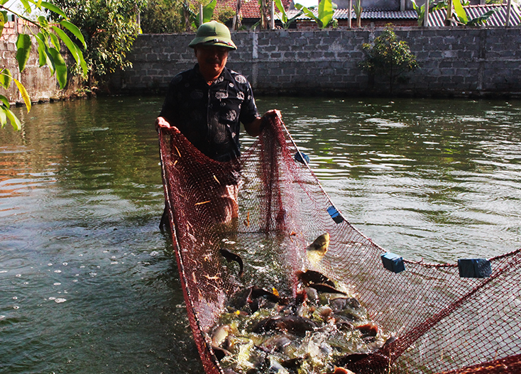 Mỗi năm, trang trại của anh Nguyễn Hữu Hà xuất bán 10 tấn cá lóc và cá rô đầu vuông.