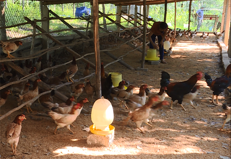 Mô hình nuôi gà đồi của chị Nguyễn Thị Loan. thôn Tam Đa, xã Quảng Lưu cho thu nhập ổn định hàng năm.   
