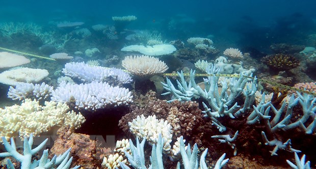 Rạn san hô Great Barrier, Australia. (Nguồn: AFP/TTXVN)