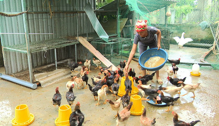 Người dân xã Mỹ Trạch tích cực chăm sóc đàn gà lai cồ được hỗ trợ từ Chương trình MTQG giảm nghèo bền vững.