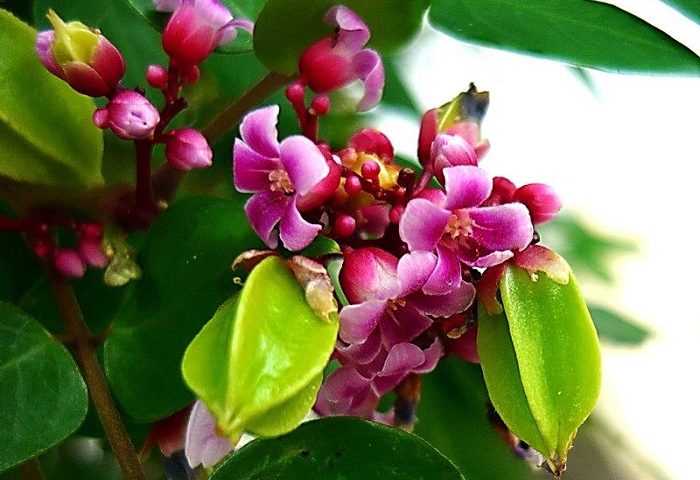 Hoa khế là loài hoa tuyệt đẹp với những cánh hoa nhỏ xinh và màu sắc tươi sáng. Hãy cùng ngắm nhìn hình ảnh về hoa khế để khám phá vẻ đẹp của chúng và cảm nhận sự tinh khiết, tươi mới của thiên nhiên.