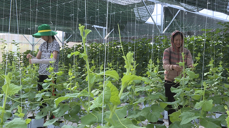 Mô hình trồng rau an toàn của gia đình chị Võ Thị Anh, ở thôn Tú Loan 1, xã Quảng Hưng mang lại thu nhập ổn định, tạo việc làm cho lao động địa phương.