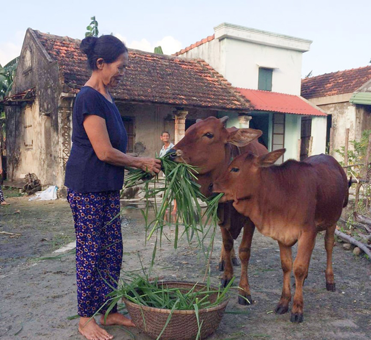 Bà Phạm Thị Oanh (xã Quảng Kim) vui mừng vì bò mẹ sinh sản được thêm một bê con.