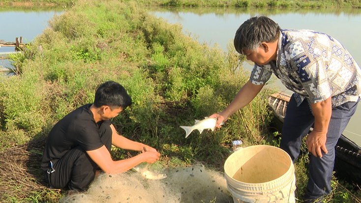 Ngay vụ nuôi cá đối đầu tiên, anh Phan Thế Mạnh đã thu lãi hơn 100 triệu đồng.