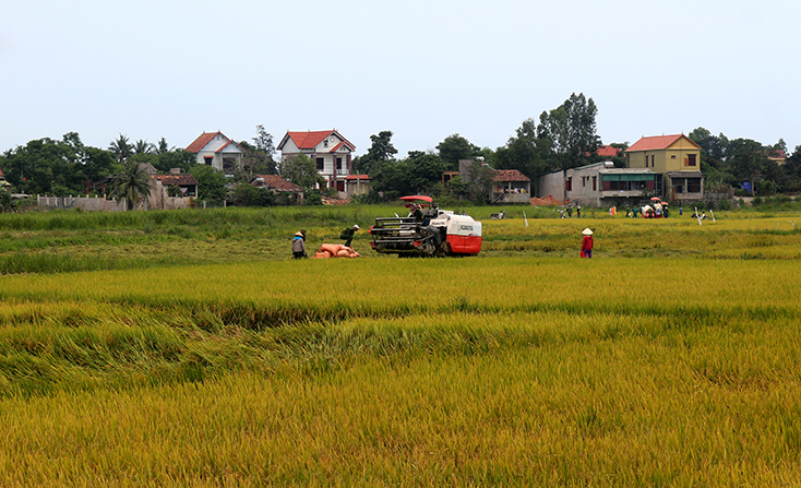 Thực hiện dồn điền đổi thửa giúp người dân Quảng Ninh đẩy mạnh cơ giới hóa trong sản xuất nông nghiệp. 