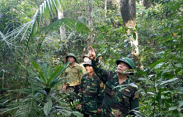 Đồn BP Làng Ho phối hợp với Hạt Kiểm lâm huyện Lệ Thủy tuần tra bảo vệ rừng.