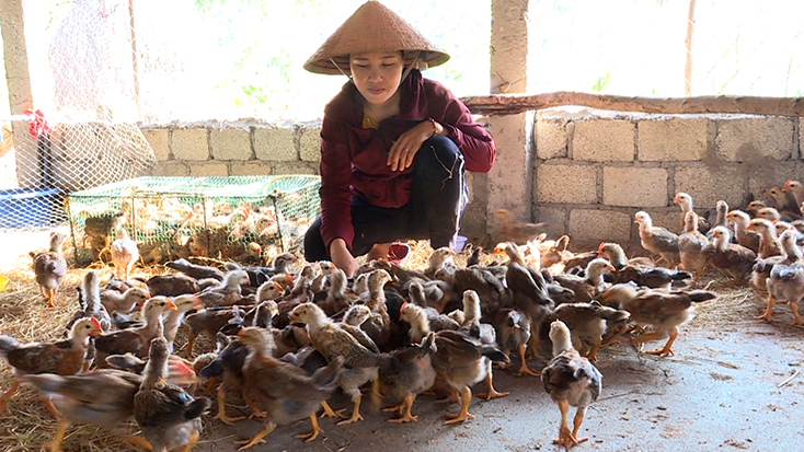 Chăn nuôi gia súc, gia cầm giúp nhiều hội viên phụ nữ huyện Quảng Trạch phát triển kinh tế.