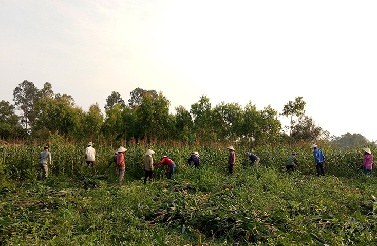 Nông dân Nam Trạch tập trung thu hoạch ngô sinh khối.