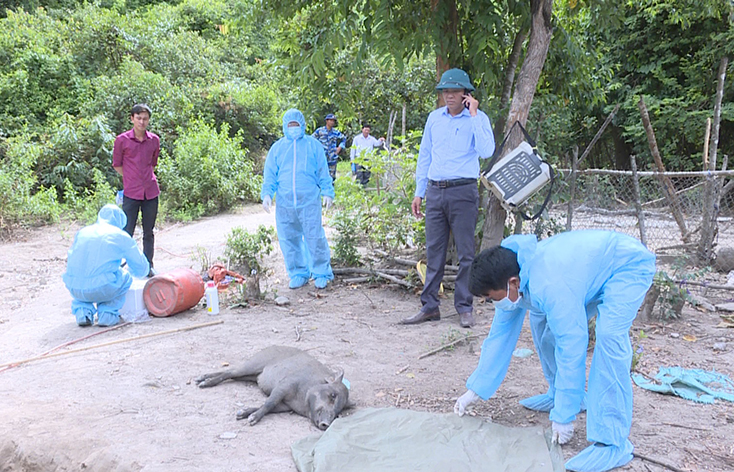 Bệnh dịch tả lợn châu Phi đang diễn biến phức tạp trên địa bàn huyện Quảng Trạch.