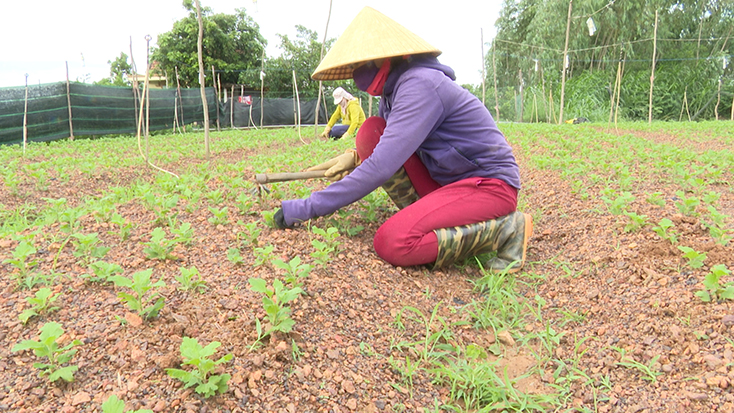 Toàn xã Lý Trạch trồng hơn 70 ha hoa phục vụ thị trường Tết Nguyên đán. 
