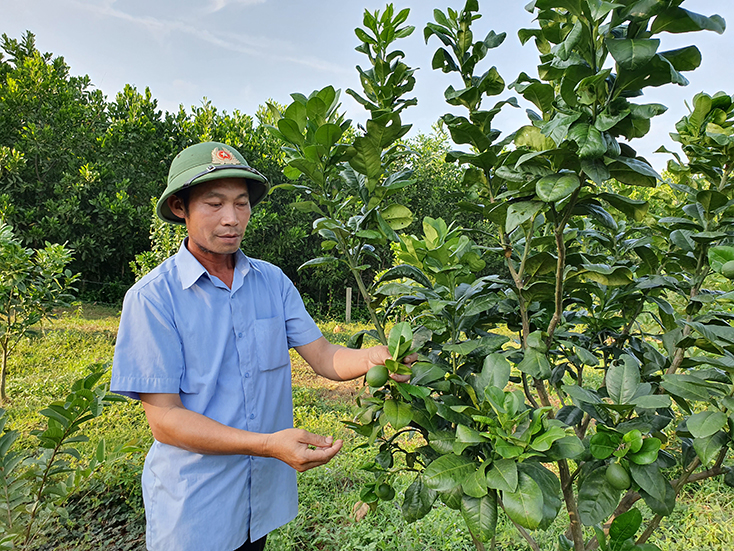 Vườn cây ăn quả của anh Võ Văn Nam hứa hẹn sẽ cho mùa bội thu. 